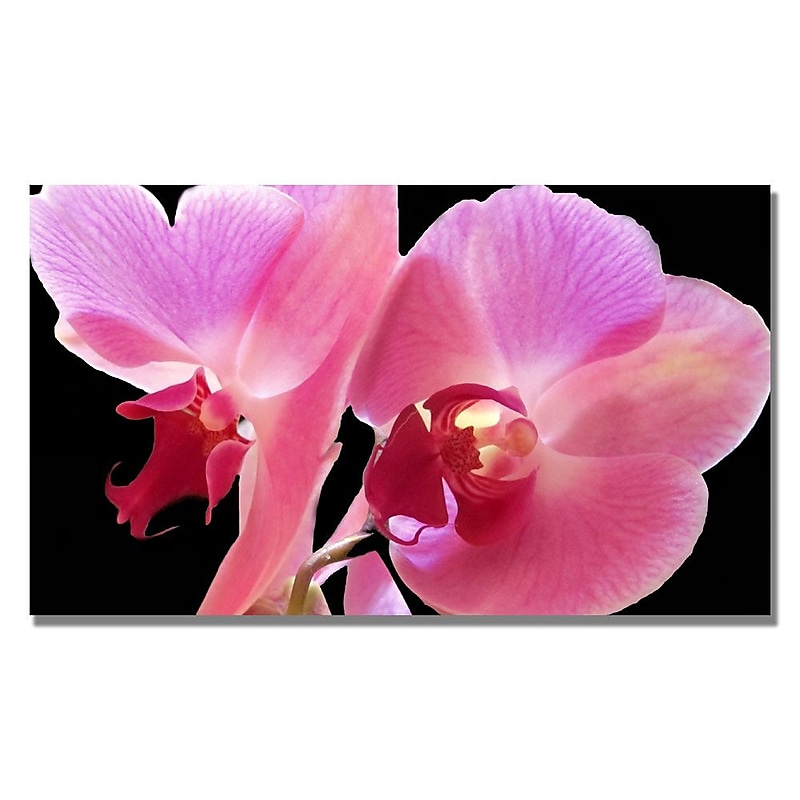 Trademark Fine Art Kathie McCurdy 'Orchid' Canvas Art 14x24 Inches image 1