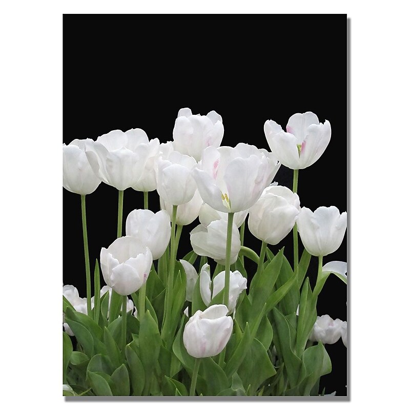 Trademark Fine Art Kathie McCurdy 'White Tulips' Canvas Art 26x32 Inches image 1