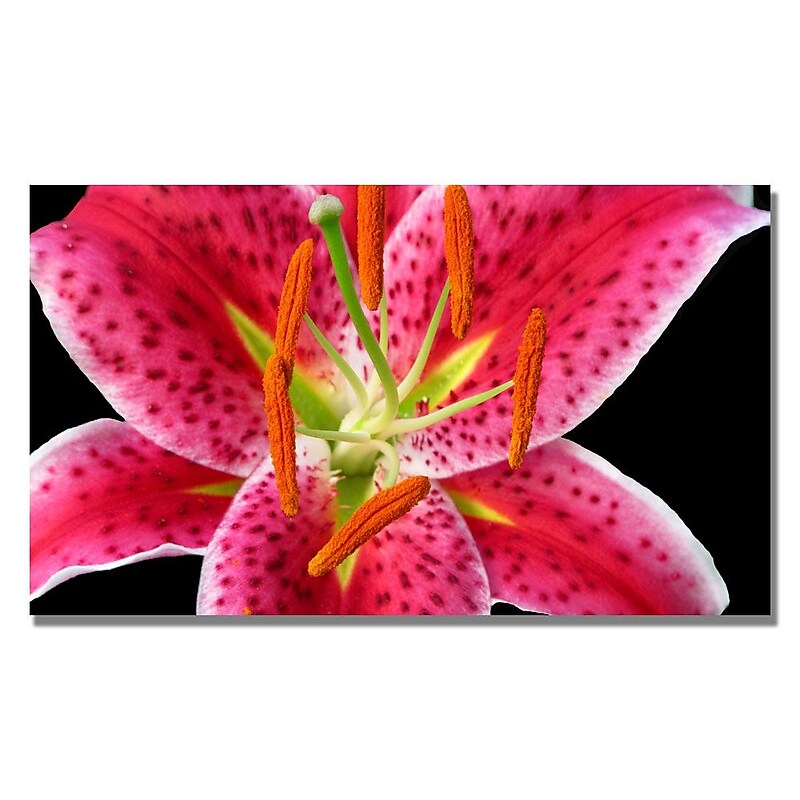 Trademark Fine Art Kathie McCurdy 'Stargazer Lily' Canvas Art 14x24 Inches image 1