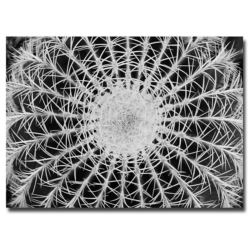 Trademark Fine Art Barrel Cactus by Kurt Shaffer-Ready to Hang 22x32 Inches image 1