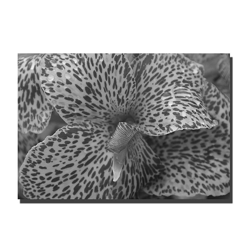 Trademark Fine Art Cosmic Canna by Kurt Shaffer  Ready to Hang Canvas! image 1