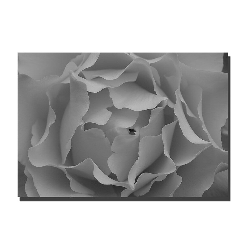 Trademark Fine Art Kurt Shaffer 'Hypnotic Rose in Black and White' Canvas Art 14x19 Inches image 1