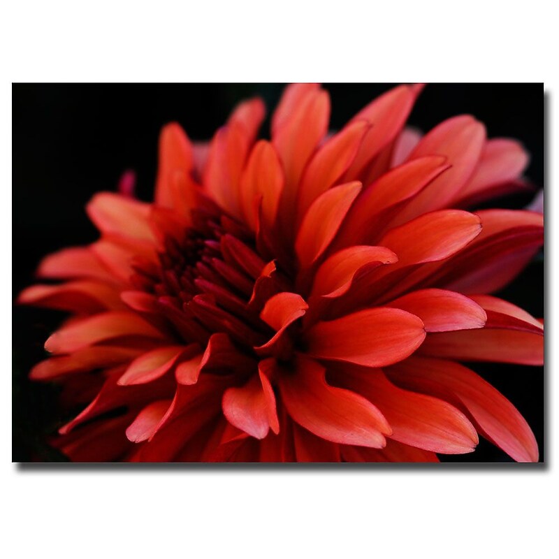 Trademark Kurt Shaffer "Red Dahlia" Gallery-Wrapped Canvas Art, 30" x 42" image 1