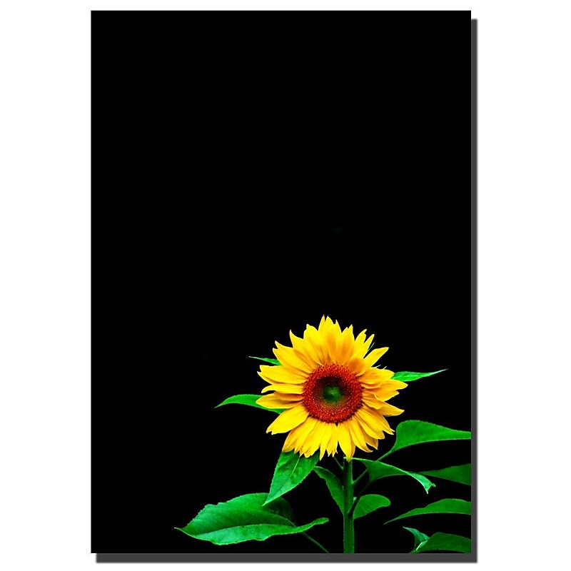 Trademark Fine Art Sunflower by Kurt Shaffer-Gallery Wrapped image 1