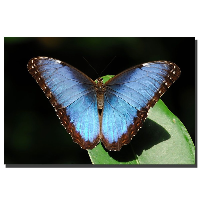 Trademark Fine Art Great Lake Rainbow by Kurt Shaffer Canvas Art image 1