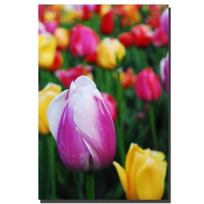 Trademark Fine Art Kurt Shaffer 'In Amont the Tulips' Canvas Art 30x47 Inches image 1