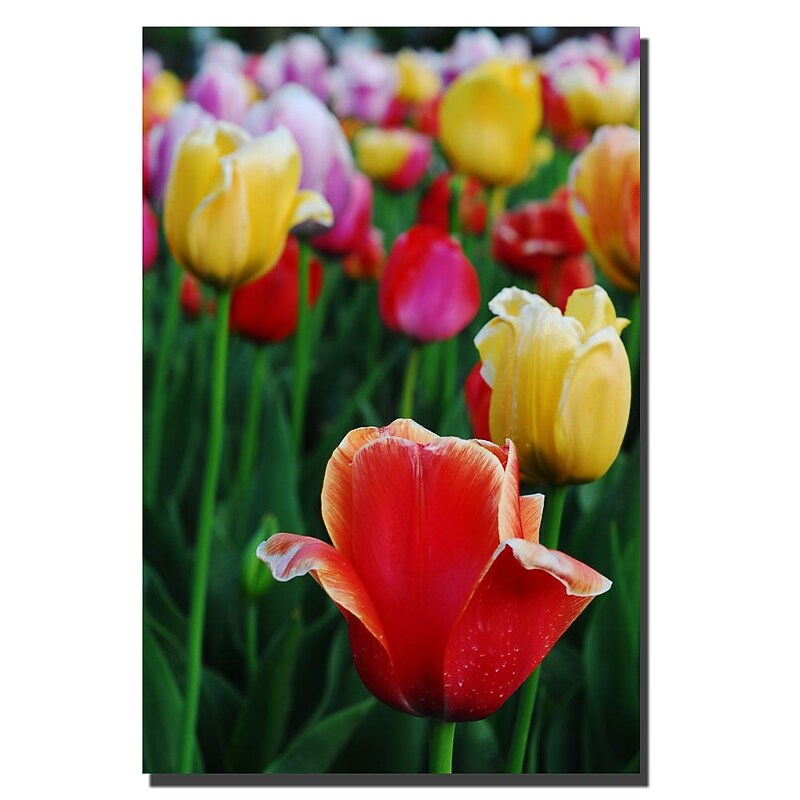 Trademark Fine Art Kurt Shaffer 'In Amont the Tulips II' Canvas Art 16x24 Inches image 1
