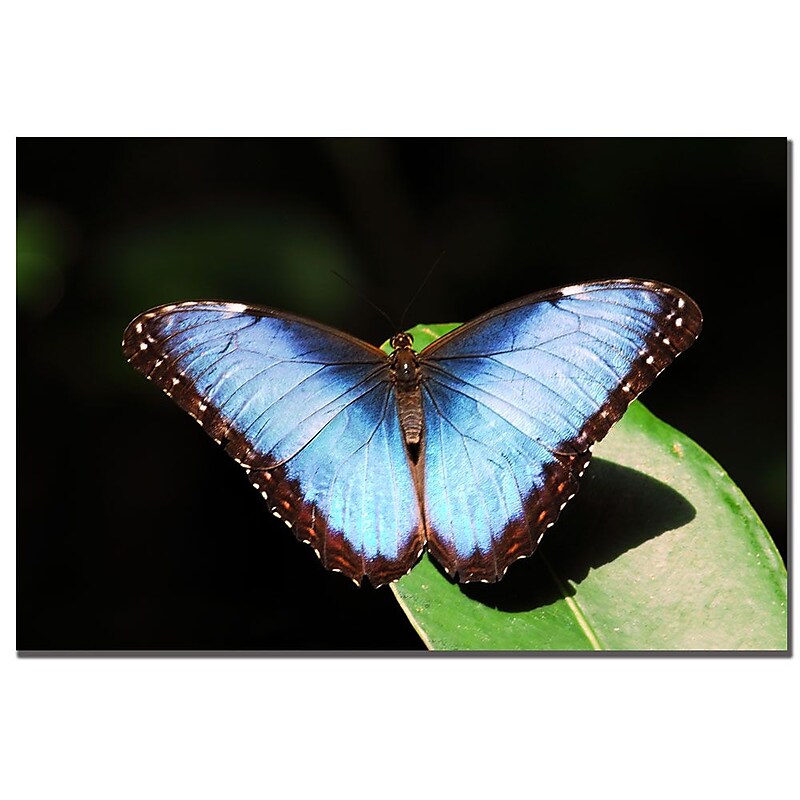 Trademark Fine Art Kurt Shaffer 'Cherry Blossom Path' Canvas Art image 1