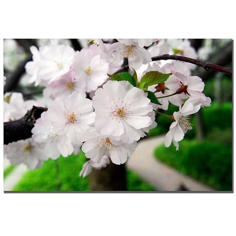 Trademark Fine Art Kurt Shaffer 'Full Moon Bloom' Canvas Art image 1