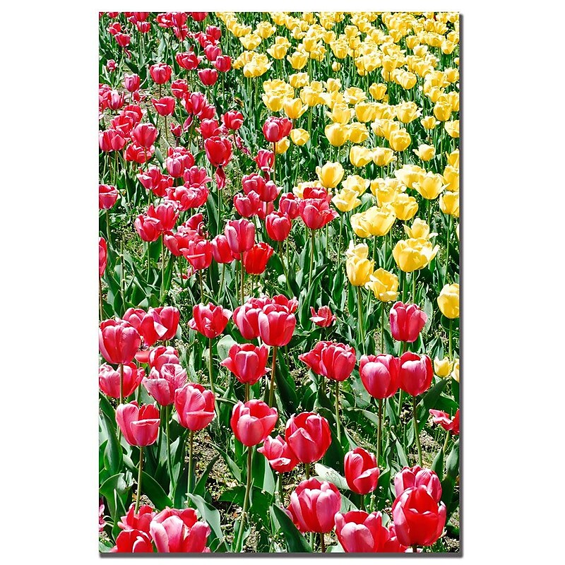 Trademark Fine Art Kurt Shaffer 'Lonely Garden I' Canvas Art image 1
