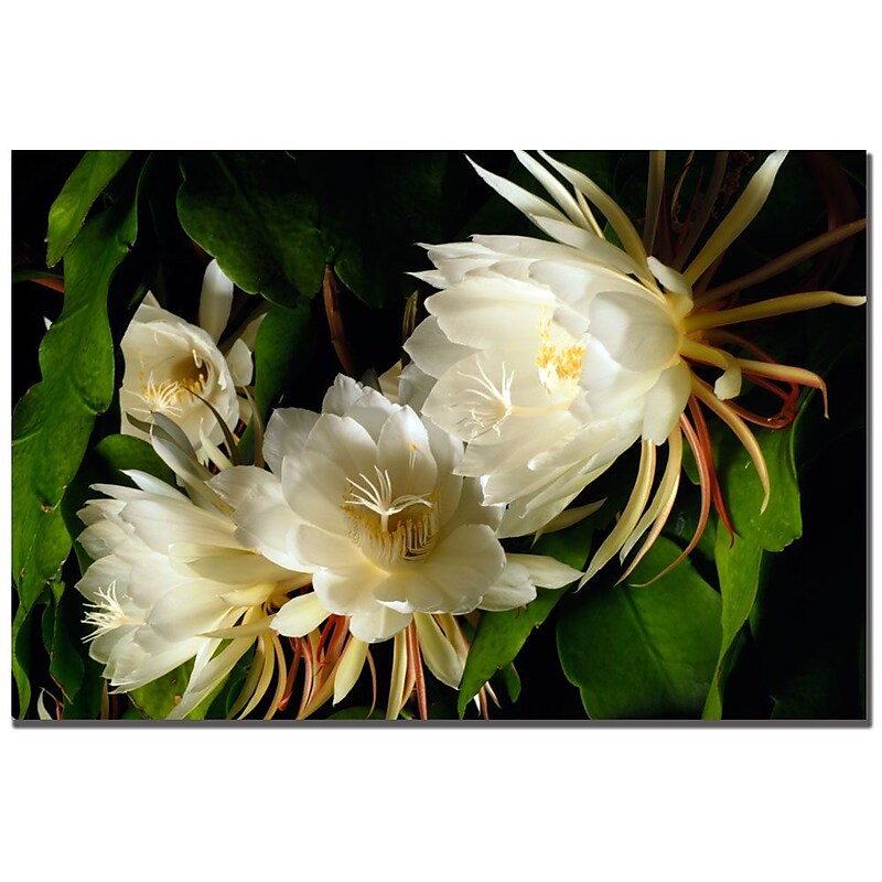 Trademark Fine Art Kurt Shaffer 'Night Blooming Cereus Abstract' Canvas Art image 1