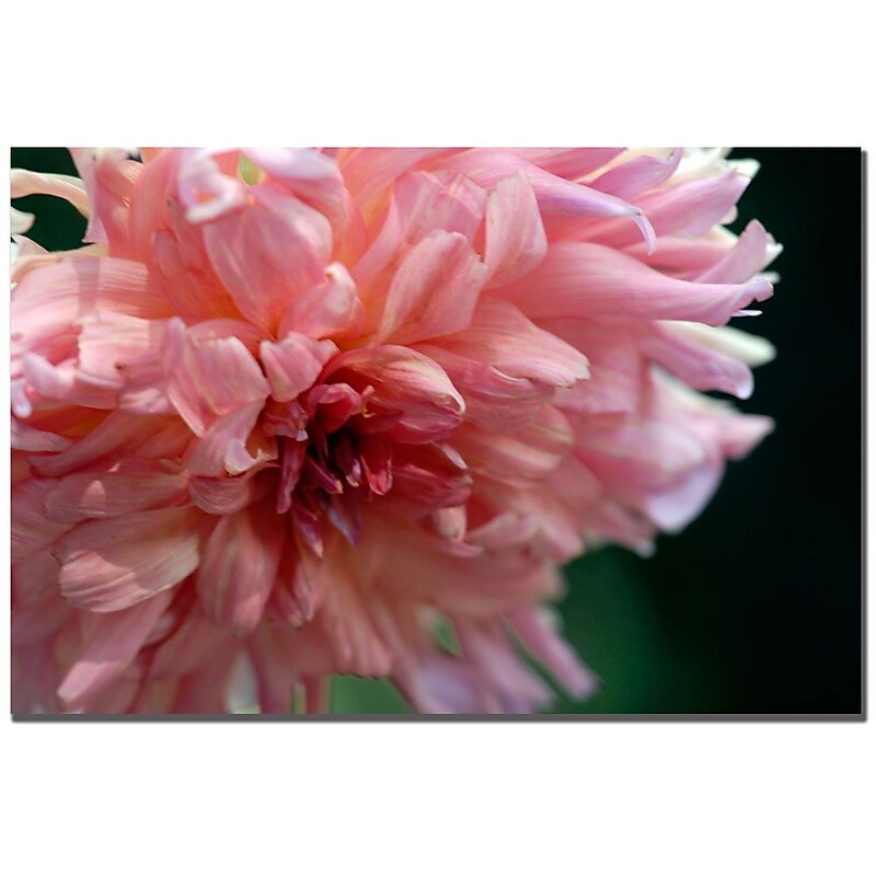 Trademark Fine Art Kurt Shaffer 'Pink Dhalia' Canvas Art 24x32 Inches image 1