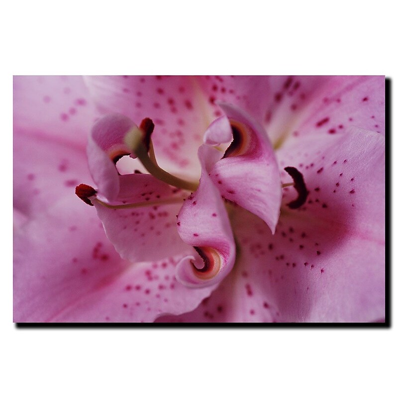 Trademark Fine Art Lily abstract by Kurt Shaffer-Gallery Wrapped 24x32 Inches image 1