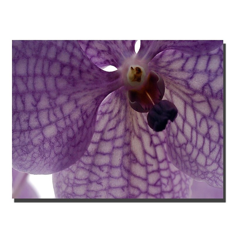 Trademark Fine Art Orchid veins by Kurt shaffer-Gallery Wrapped 24x32 Inches image 1