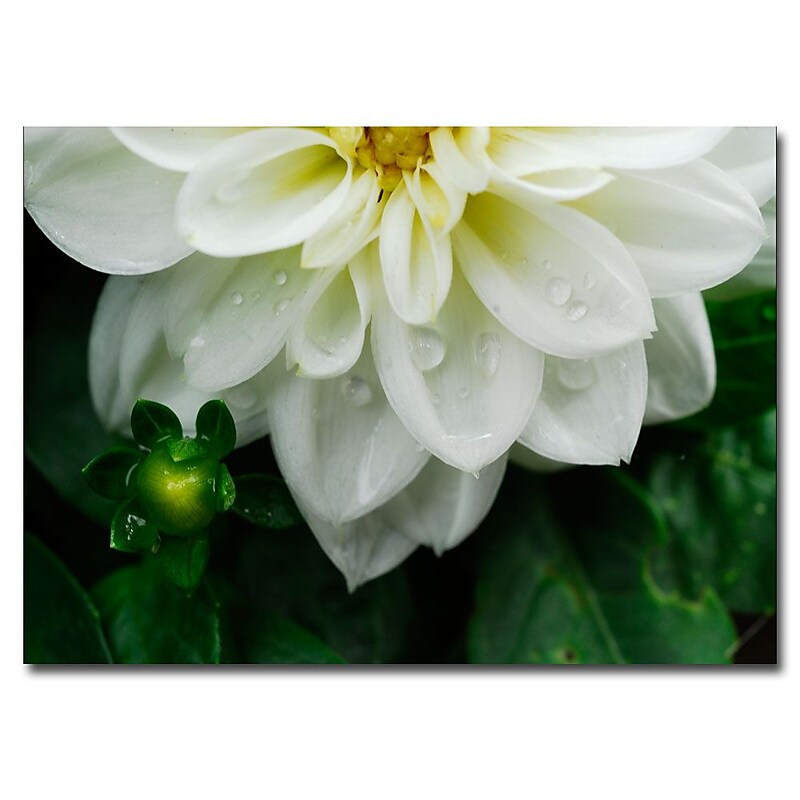 Trademark Fine Art White Dahlia by Kurt Shaffer-Ready to hang Gallery Wrapped 35x47 Inches image 1