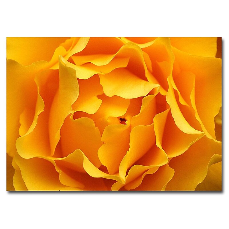 Trademark Fine Art Kurt Shaffer 'Hypnotic Yellow Rose' Canvas Art Ready to Han 14x19 Inches image 1