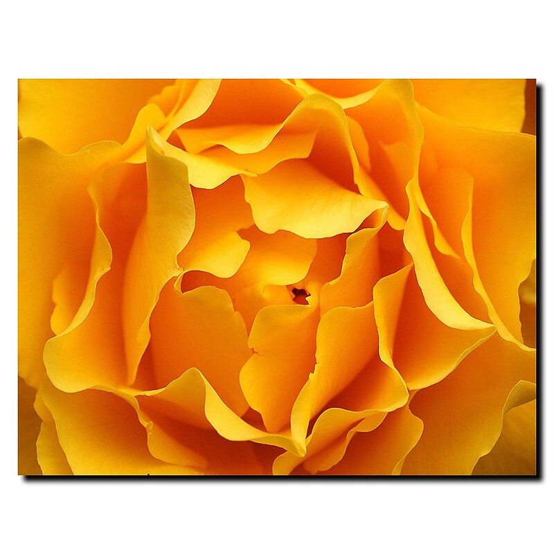 Trademark Fine Art Kurt Shaffer 'Yellow Rose' Canvas Art 24x32 Inches image 1