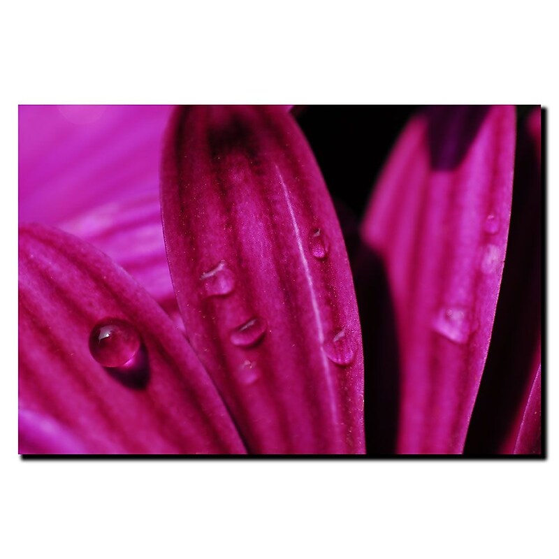 Trademark Fine Art Kurt Shaffer, 'Purple Macro Daisy' Canvas Art 14x19 Inches image 1