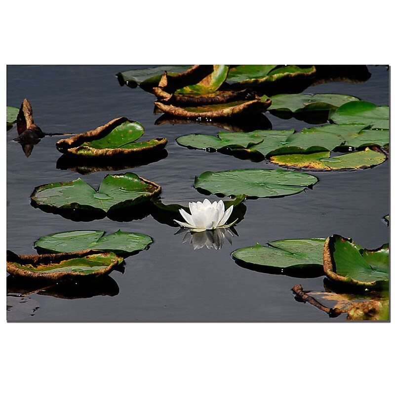 Trademark Fine Art White lily by Kurt shaffer-Gallery Wrapped 24x32 Inches, KS169-C2432GGIS image 1