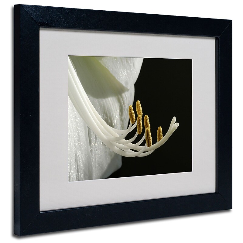Trademark Fine Art Kurt Shaffer 'Intimate Amaryllis' Matted Art Black Frame 16x20 Inches image 1
