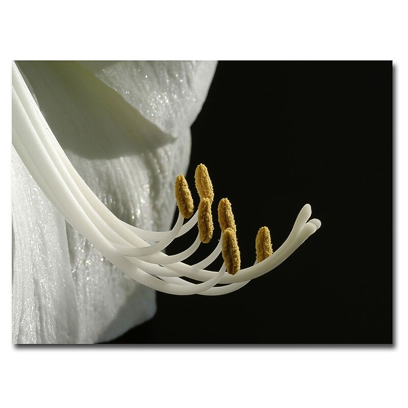 Trademark Fine Art Kurt Shaffer 'Intimate Amaryllis' Matted Art Black Frame 11x14 Inches image 1