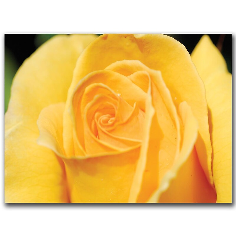 Trademark Fine Art Yellow Rose Close Up by Kurt Shaffer-Ready to hang art 35x47 Inches image 1
