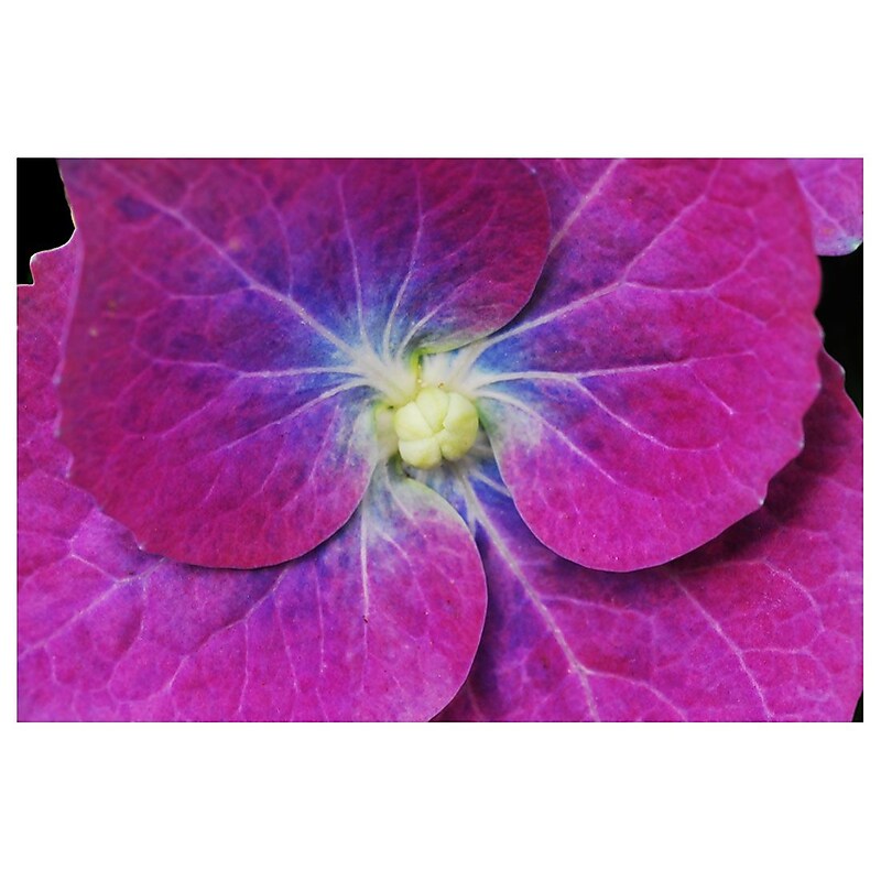 Trademark Fine Art I love Daisies! by Kurt Shaffer-Gallery Wrapped image 1