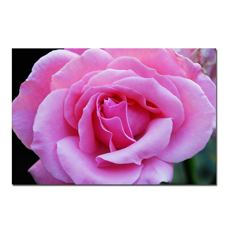 Trademark Fine Art Pink and Beautiful-Kurt Shaffer-Gallery Wrapped , KS325-C1624GG image 1