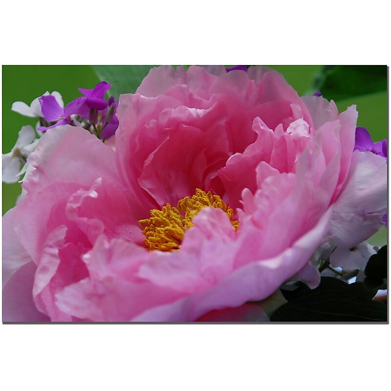 Trademark Fine Art Tree Peonie by Kurt Shaffer Canvas Art Ready to Hang image 1