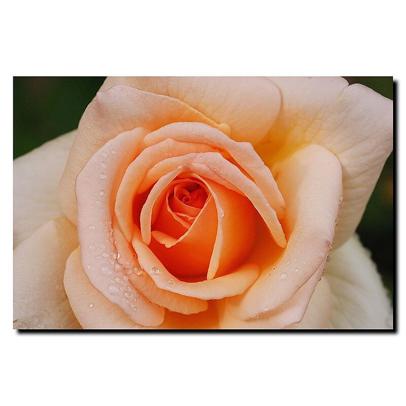 Trademark Fine Art Early Morning Rose by Kurt Shaffer-Ready to hang art 14x19 Inches image 1