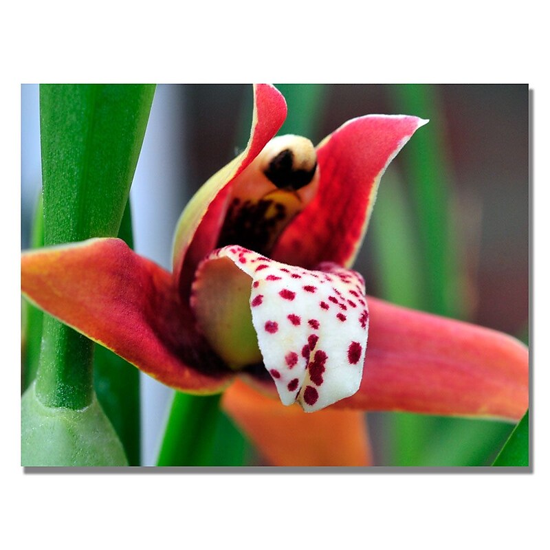 Trademark Fine Art Kurt Shaffer 'Little Red Orchid' Canvas Art 35x47 Inches image 1