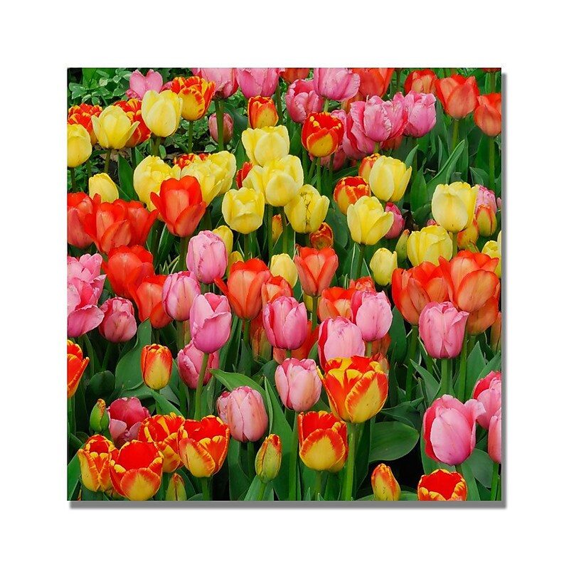 Trademark Fine Art Kurt Shaffer 'Living Bouquet of Tulips' Canvas Art 24x24 Inches image 1