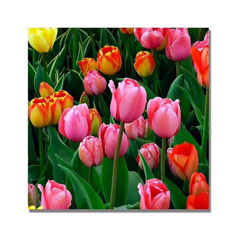Trademark Fine Art Kurt Shaffer 'Pink in the Middle Tulips' Canvas Art 35x35 Inches image 1