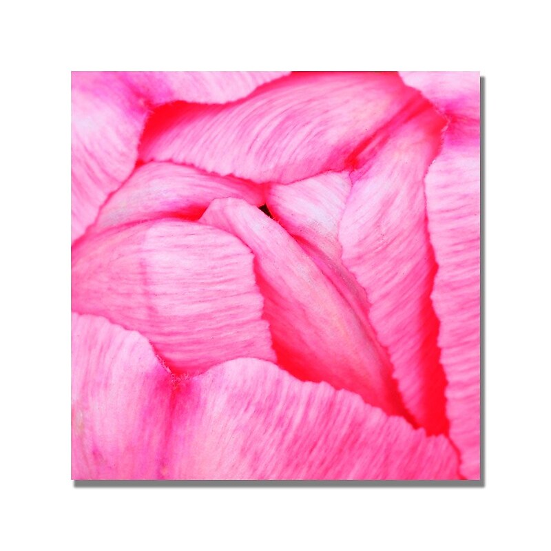 Trademark Fine Art Kurt Shaffer 'Pink Tulip Abstract' Canvas Art 24x24 Inches image 1
