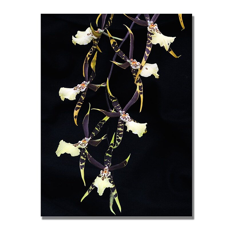 Trademark Fine Art Kurt Shaffer 'Spider Orchid on Black' Canvas Art 18x24 Inches image 1