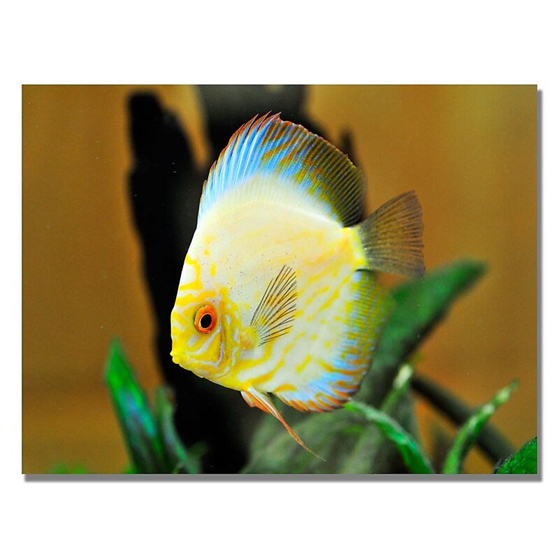 Trademark Fine Art Kurt Shaffer 'Tropical Fish' Canvas Art 22x32 Inches image 1