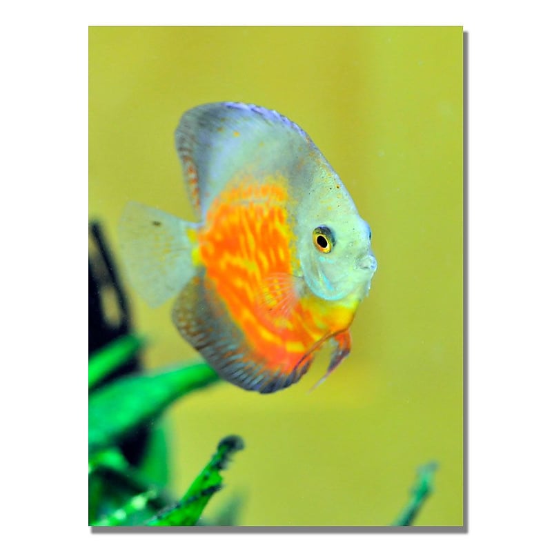 Trademark Fine Art Kurt Shaffer 'Tropical Fish Golden' Canvas Art 18x24 Inches image 1