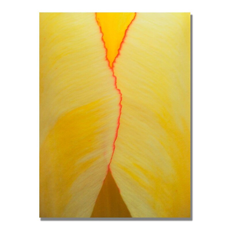 Trademark Fine Art Kurt Shaffer 'Tulip Abstract' Canvas Art 22x32 Inches image 1