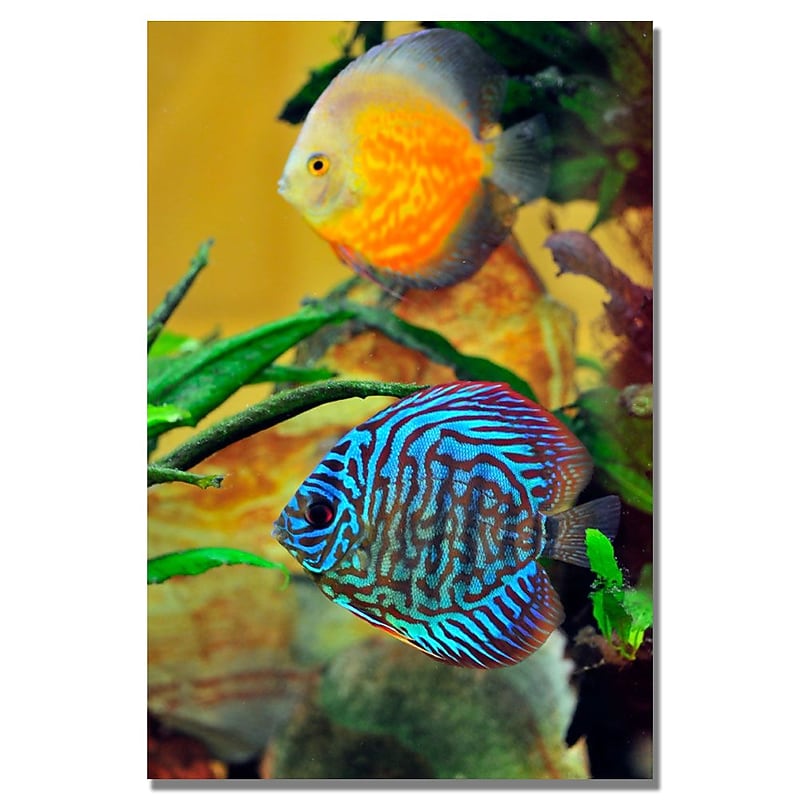 Trademark Fine Art Kurt Shaffer 'Two Tropical Fish' Canvas Art 22x32 Inches image 1