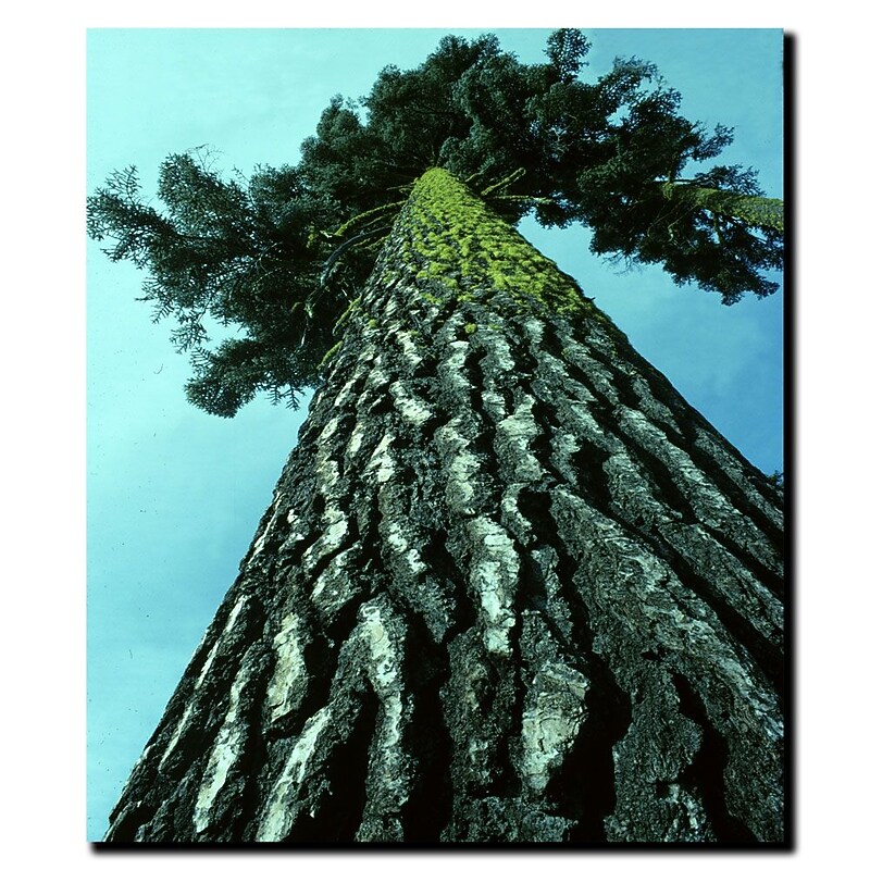 Trademark Fine Art A Tree of Life by Kurt Shaffer-Gallery Wrapped  Canvas 14x19 Inches image 1