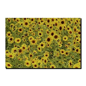 Trademark Fine Art A Sunflower Day by Kurt Shaffer-Gallery Wrapped Canvas 24x32 Inches