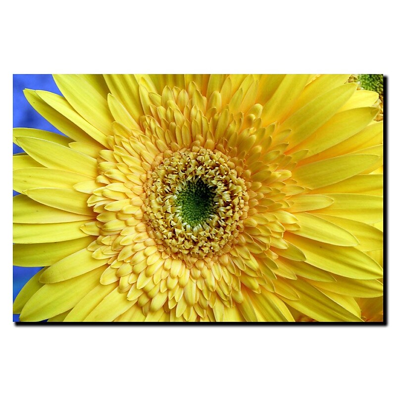 Trademark Fine Art Yellow Gerber by Kurt Shaffer-Gallery Wrapped Canvas image 1