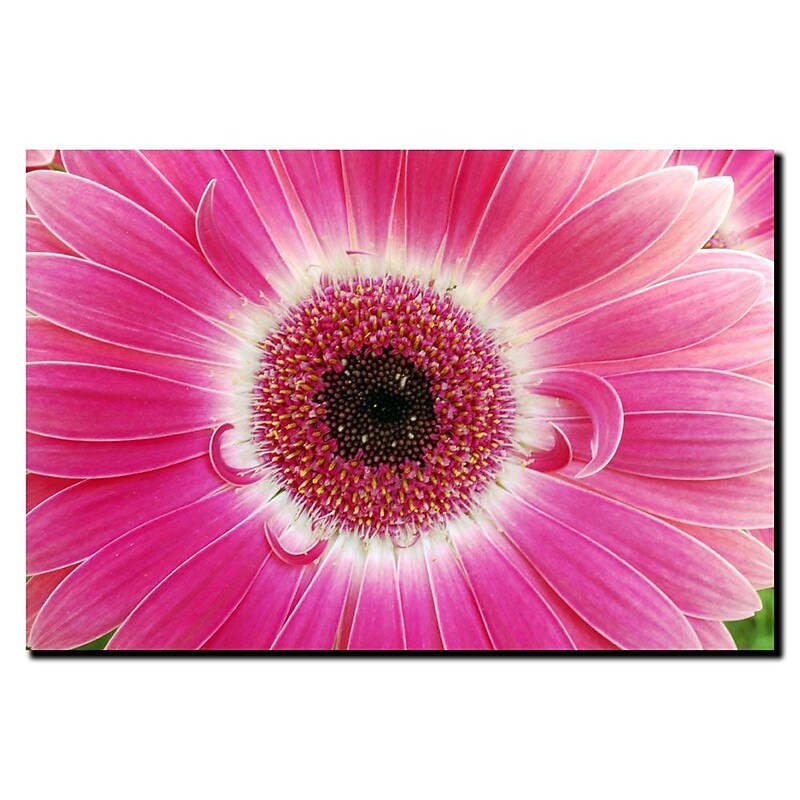 Trademark Fine Art Kurt Shaffer 'Pink Gerber' Canvas Art Ready to Hang 35x47 Inches image 1