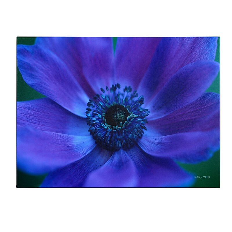 Trademark Fine Art Kathy Yates 'Beautiful Anemone' Canvas Art 14x19 Inches image 1