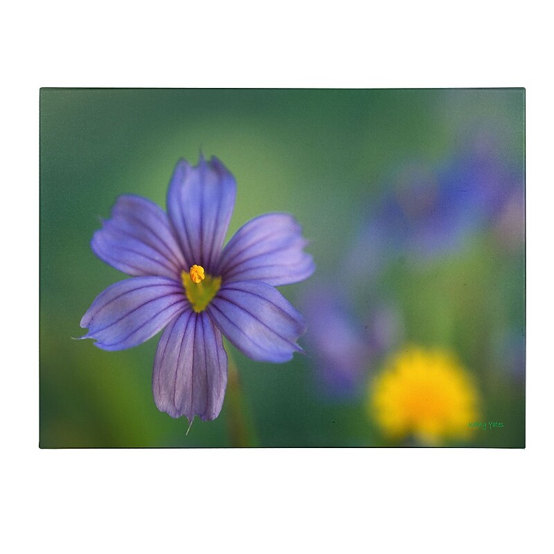 Trademark Fine Art Kathy Yates 'Blue Eyed Grass' Canvas Art 30x47 Inches image 1