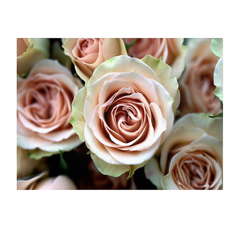 Trademark Fine Art Kathy Yates 'Pale Pink Roses' Canvas Art 16x24 Inches image 1