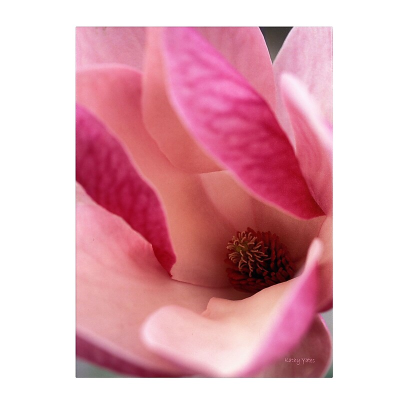 Trademark Fine Art Kathy Yates 'Tulip Magnolia Blossom' Canvas Art 22x32 Inches image 1