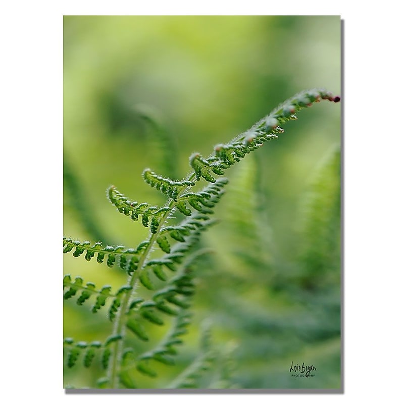 Trademark Fine Art Lois Bryan 'Fern' Canvas Art 18x24 Inches image 1