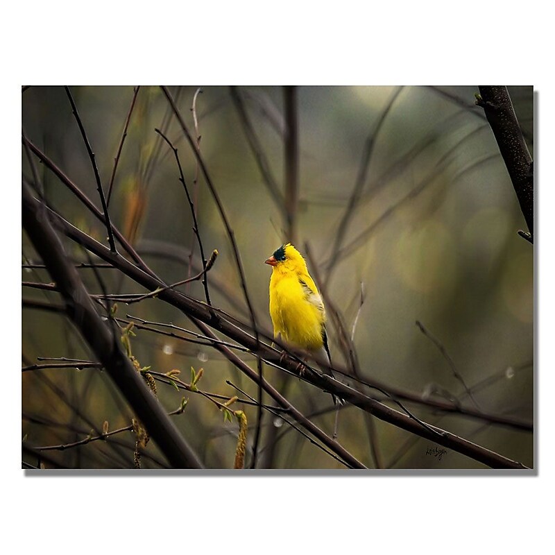 Trademark Fine Art Lois Bryan 'Golden Finch' Canvas Art 30x47 Inches image 1