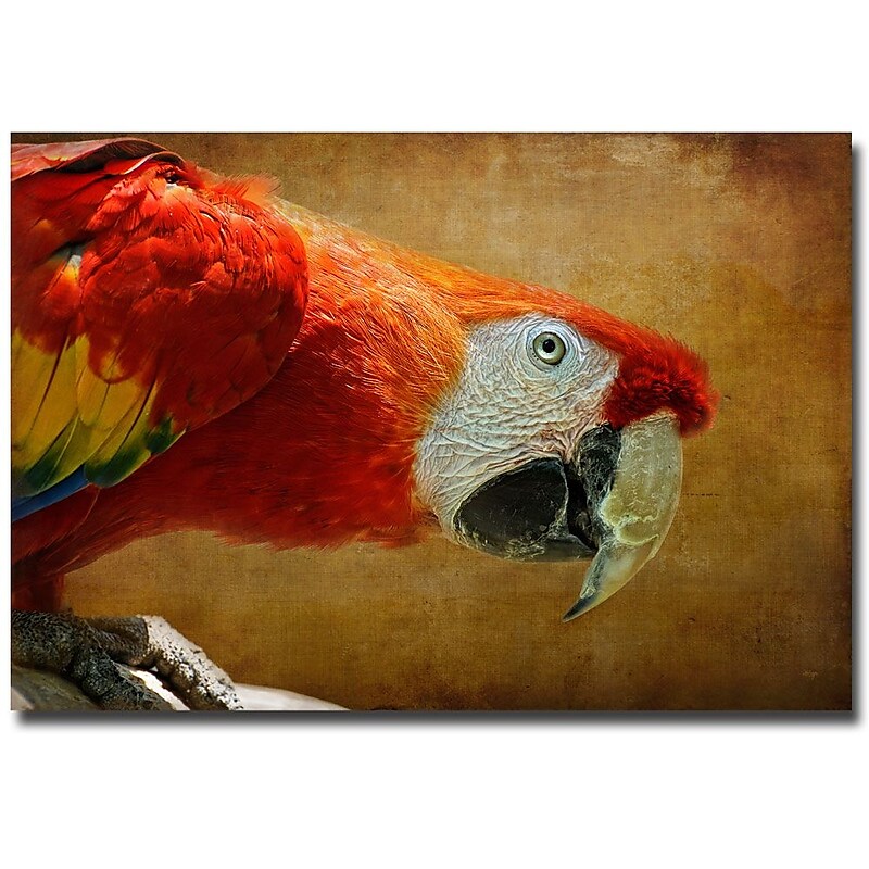 Trademark Fine Art Lois Bryan 'Colorful Bird' Canvas Art 22x32 Inches image 1